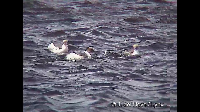 Silvery Grebe (Patagonian) - ML611423643