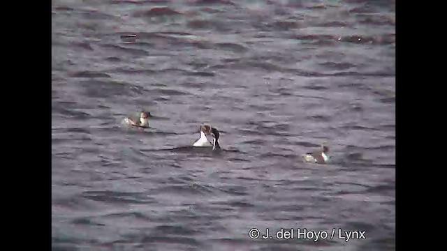 Silvery Grebe (Patagonian) - ML611423649