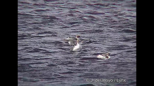 Silvery Grebe (Patagonian) - ML611423664