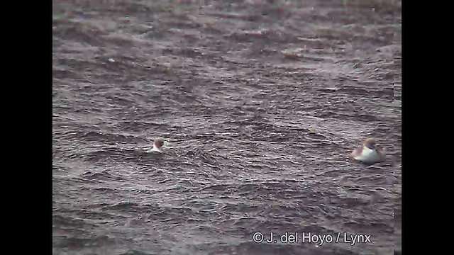 Silvery Grebe (Patagonian) - ML611423668