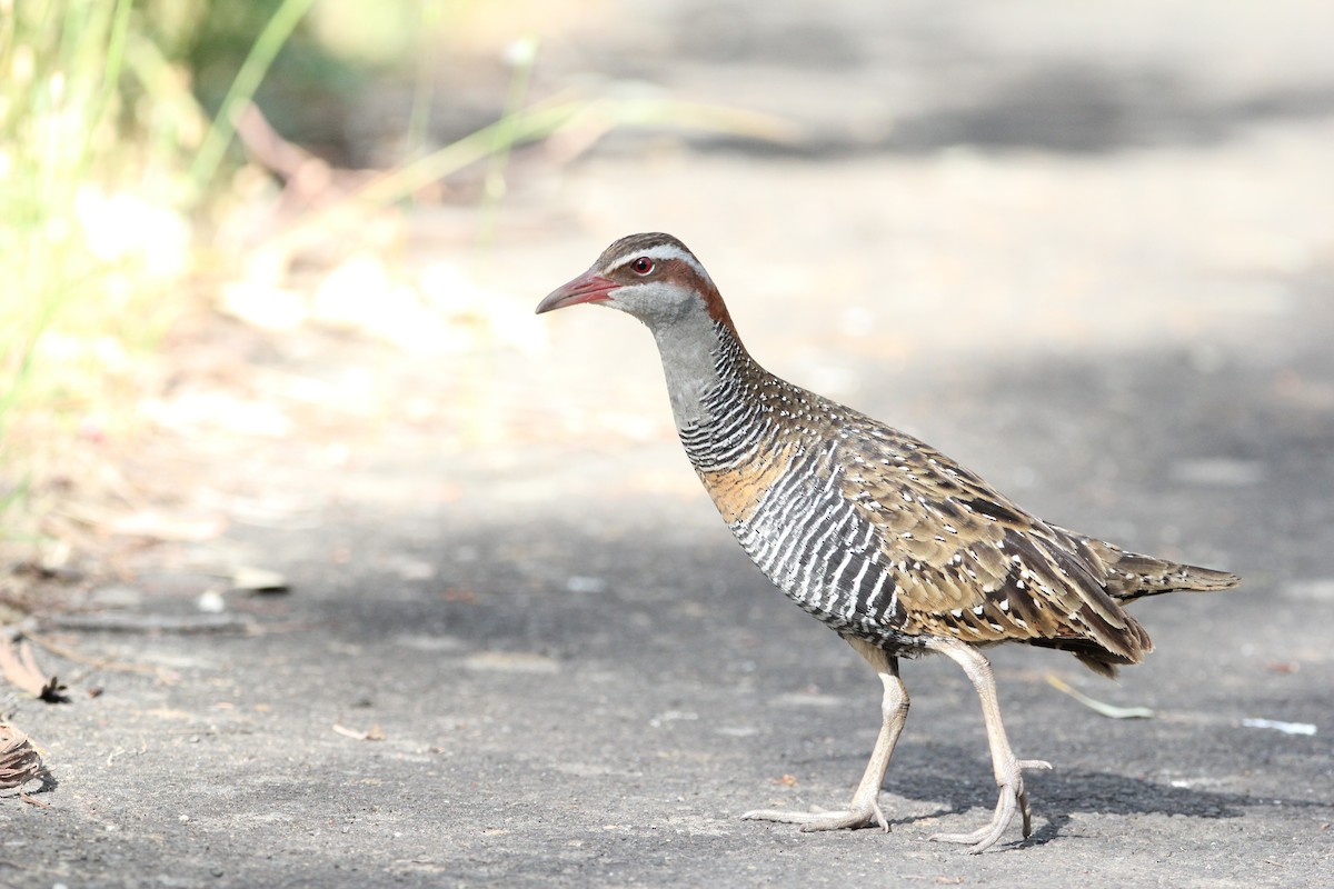 Buff-banded Rail - ML611423677