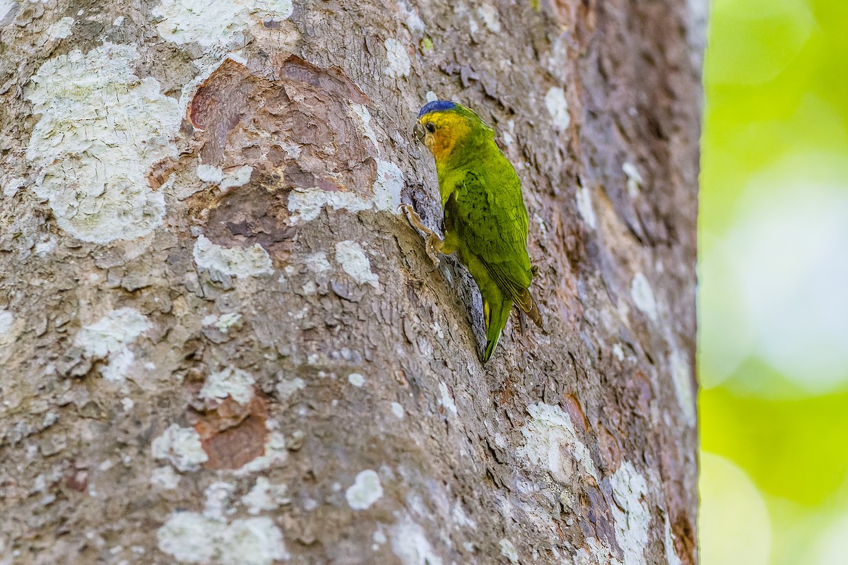 Buff-faced Pygmy-Parrot - Yves Gisseleire