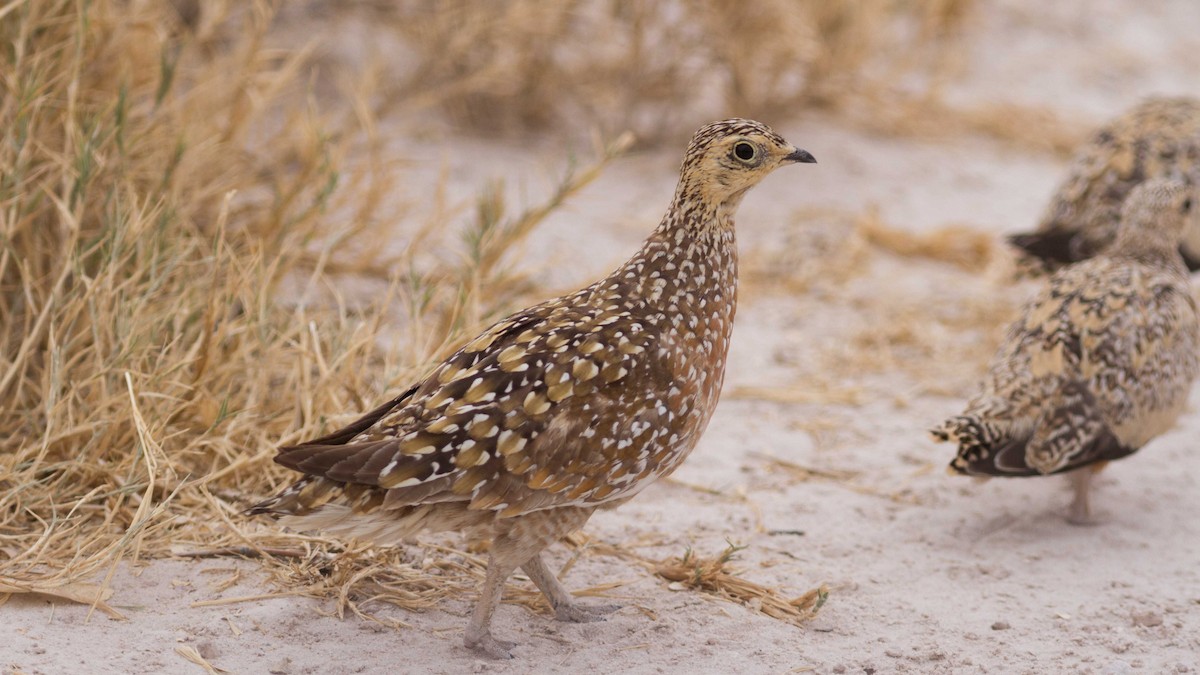 Burchell's Sandgrouse - ML611423731