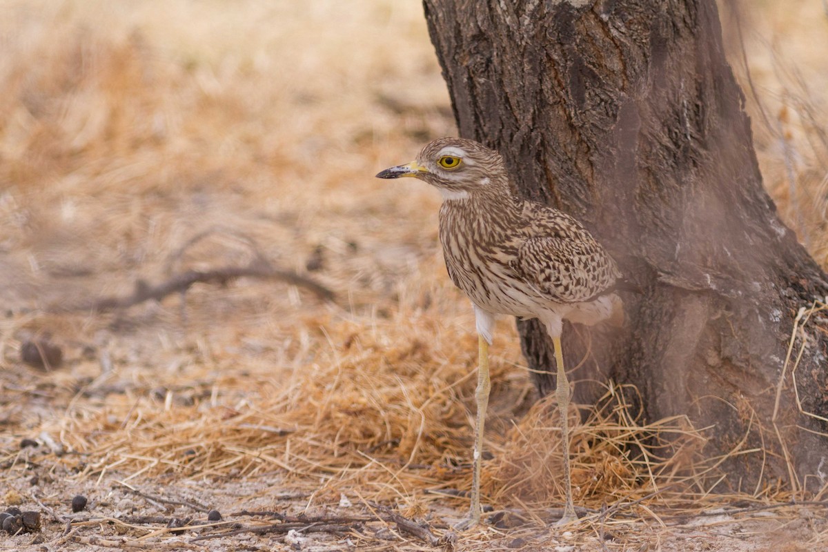 Spotted Thick-knee - ML611423744