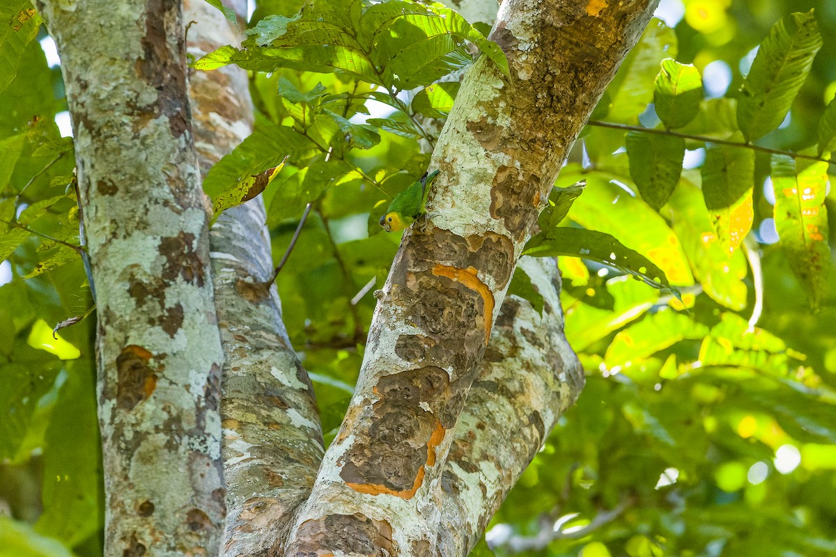 Buff-faced Pygmy-Parrot - ML611423761