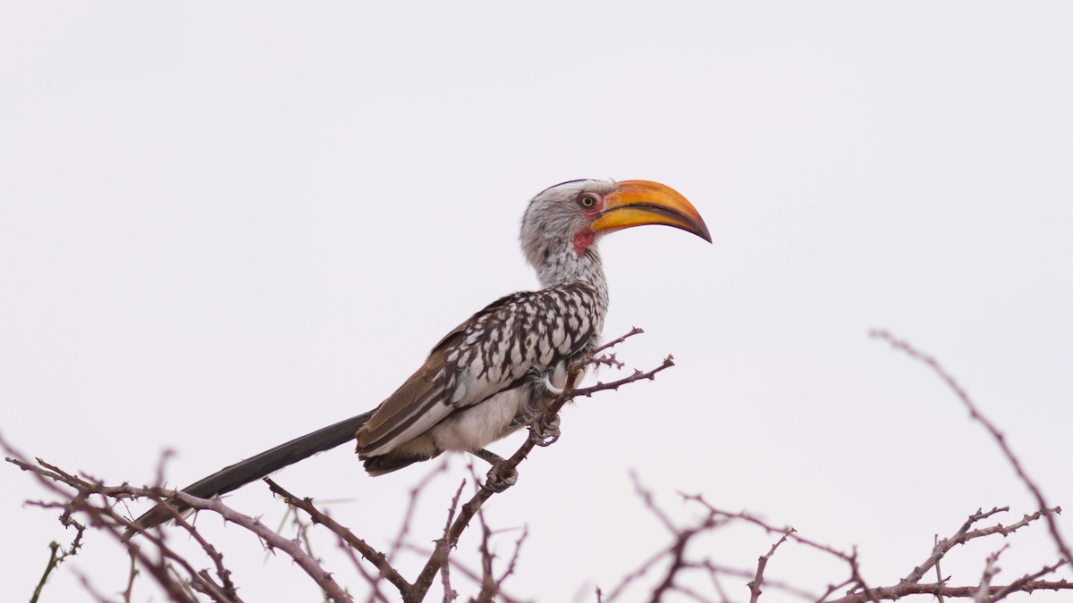 Southern Yellow-billed Hornbill - ML611423806