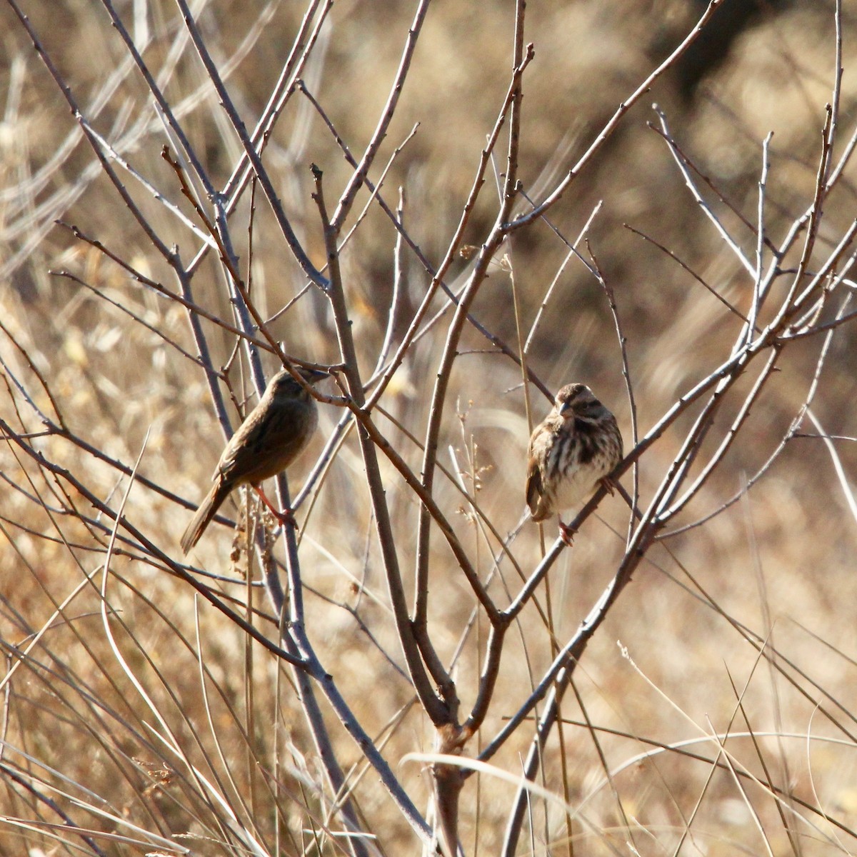 Swamp Sparrow - Daniel S.