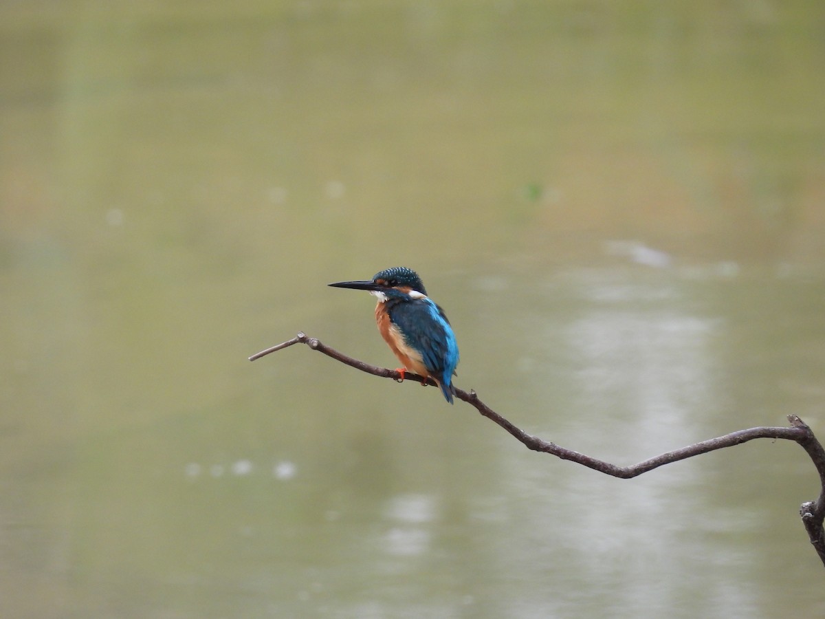 Martin-pêcheur d'Europe - ML611423812