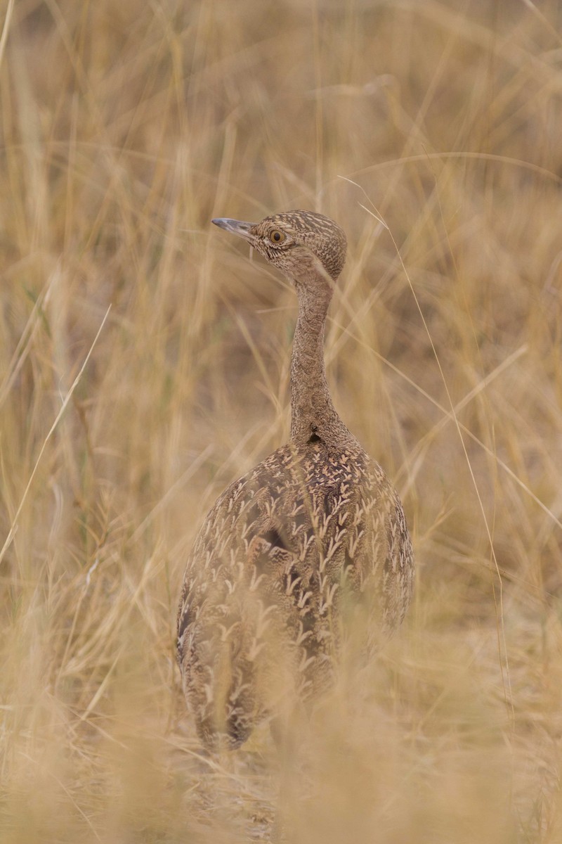 Red-crested Bustard - ML611423828