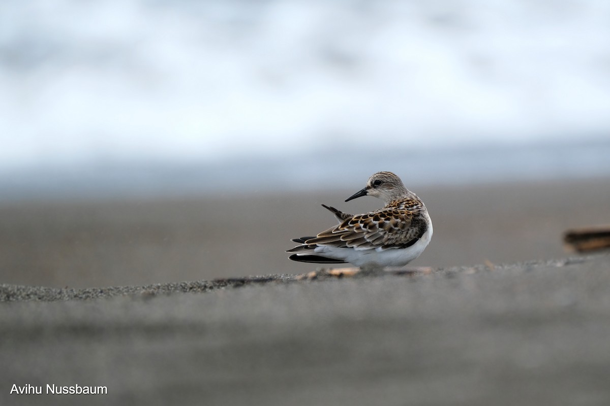 Red-necked Stint - ML611423885