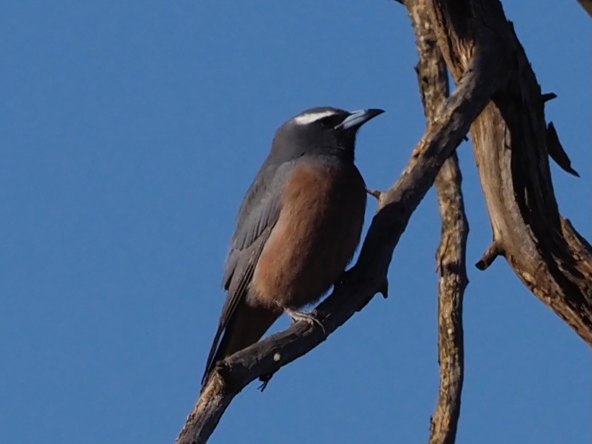 White-browed Woodswallow - ML611423924