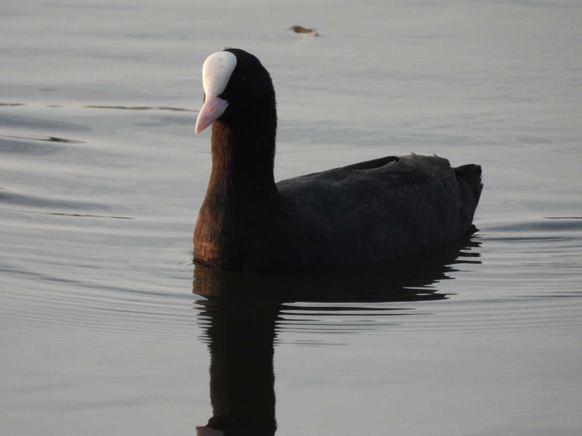 Eurasian Coot - ML611423941