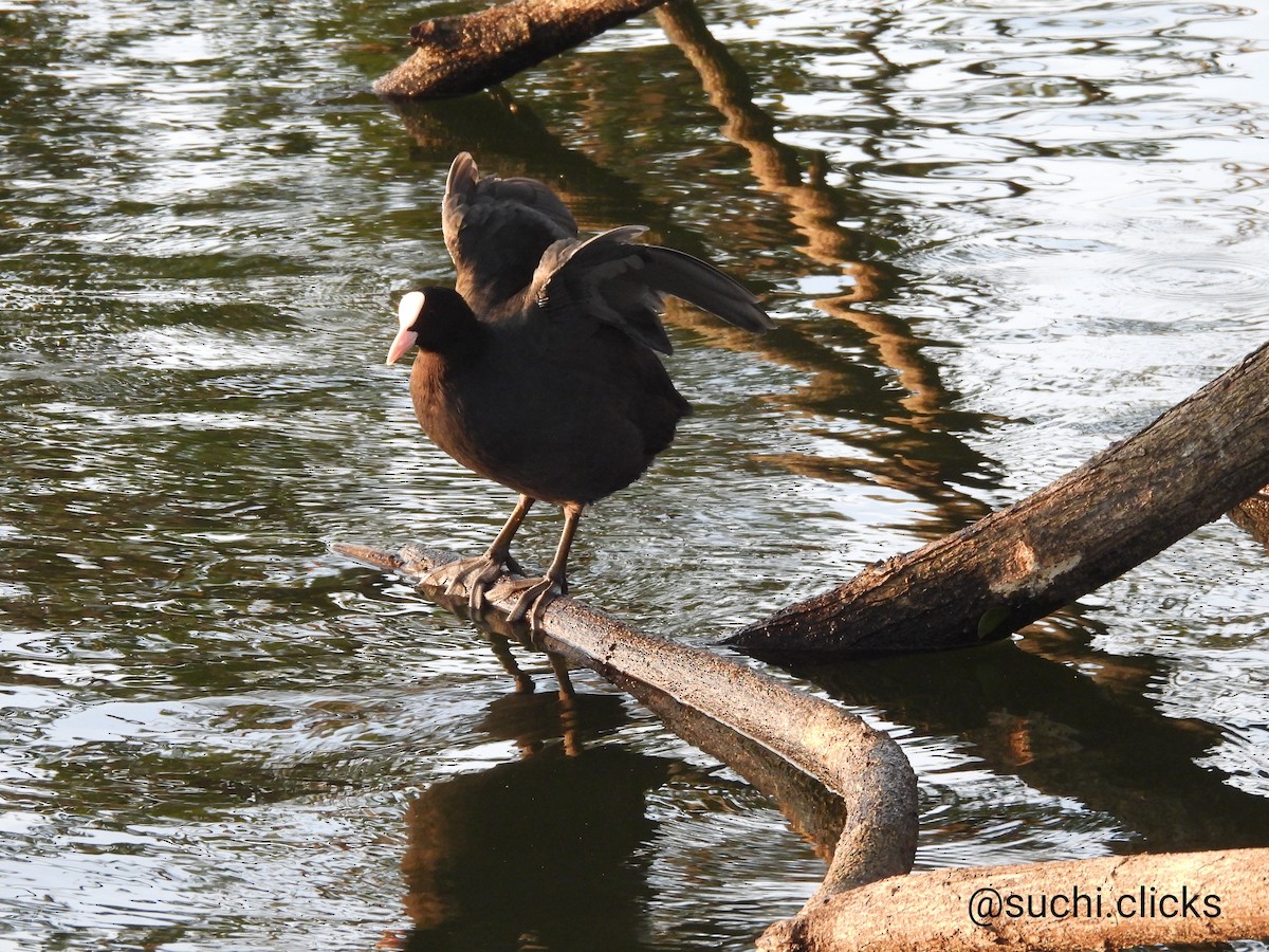 Eurasian Coot - ML611423942