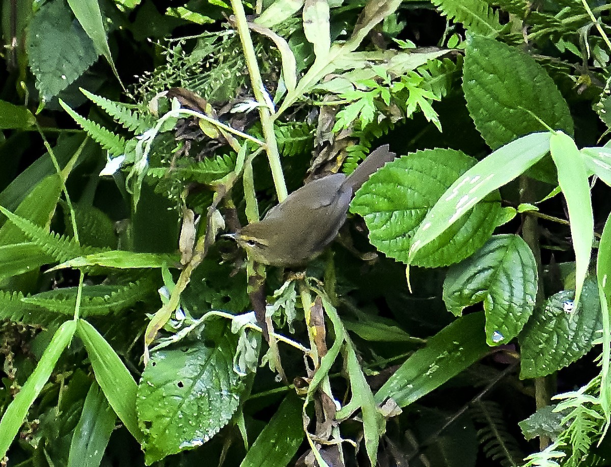 Passeriformes, unbestimmt (Old World warbler sp.) - ML611423984