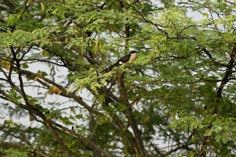 Pied Cuckoo - ML611424013