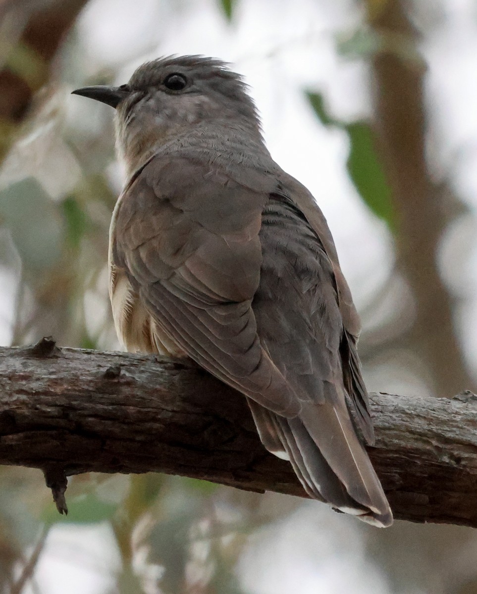 Brush Cuckoo (Australasian) - ML611424075