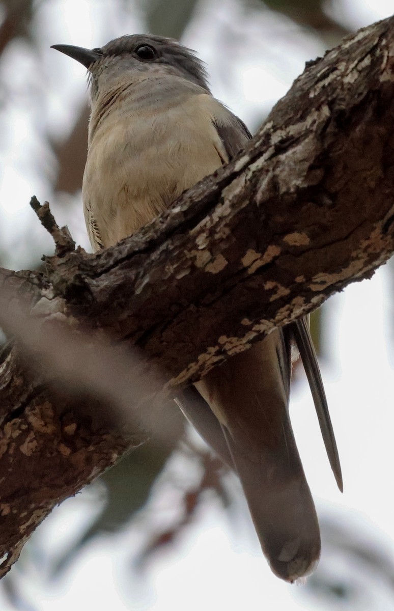 Brush Cuckoo (Australasian) - ML611424077