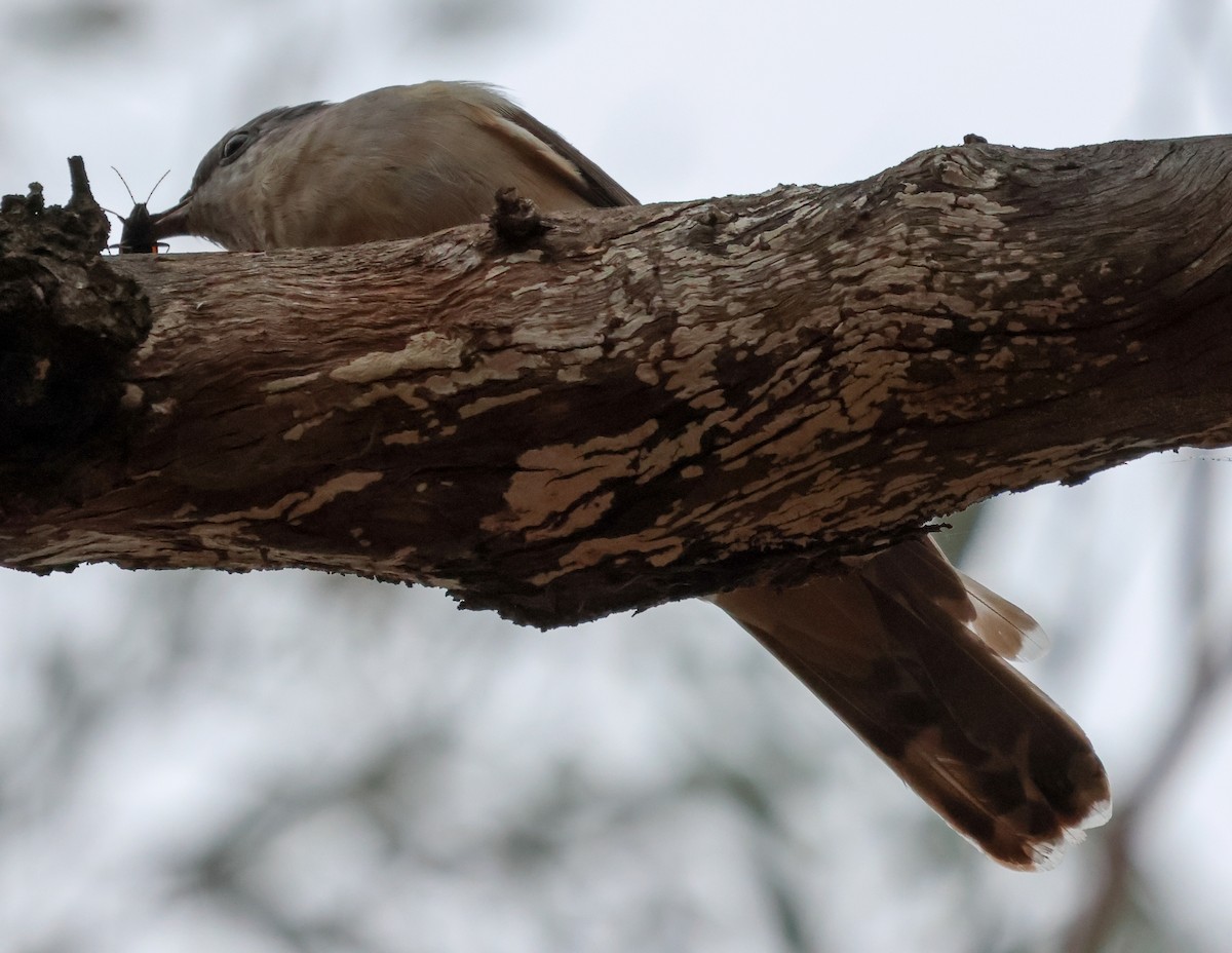 Brush Cuckoo (Australasian) - ML611424079