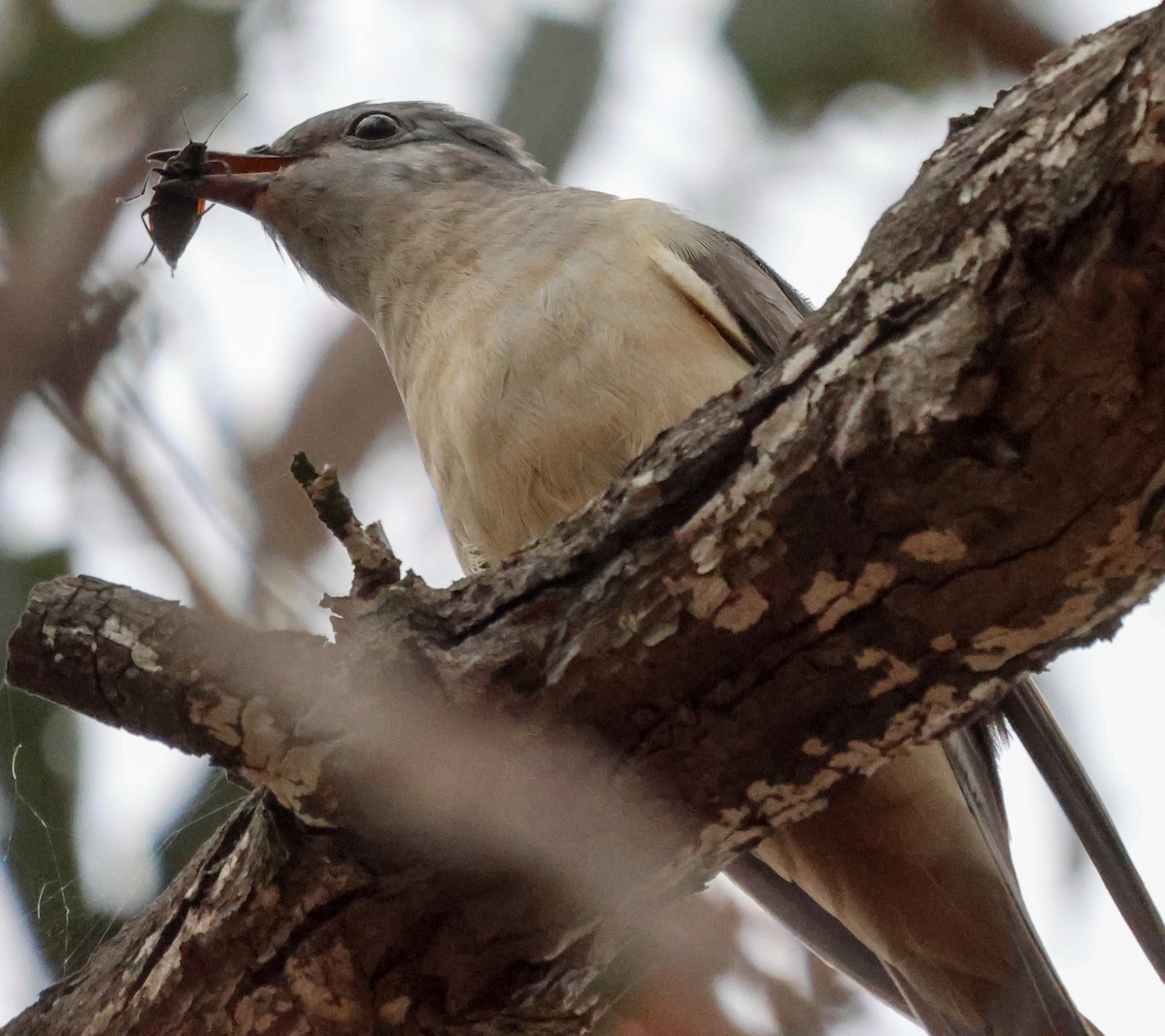 Brush Cuckoo (Australasian) - ML611424081