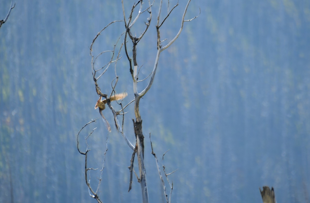 Prairie Falcon - ML611424086