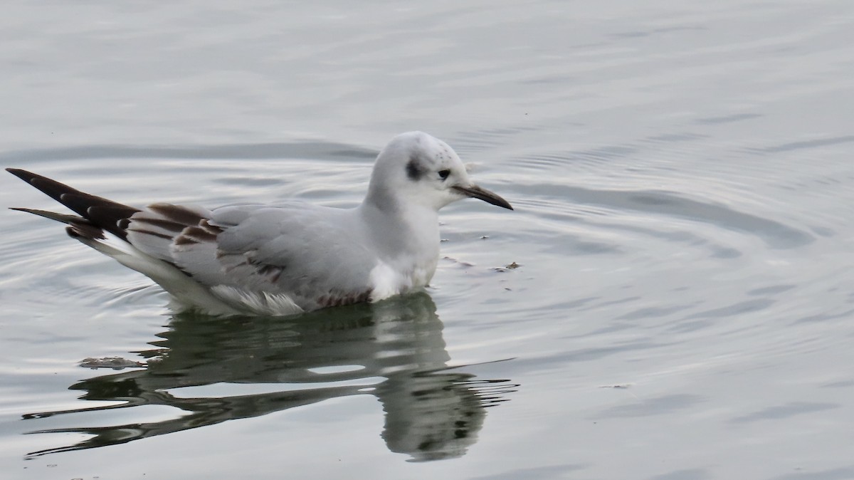 Bonaparte's Gull - ML611424123