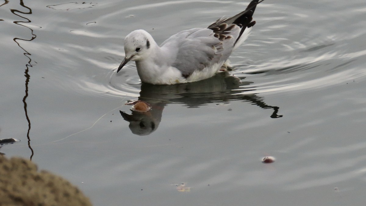 Bonaparte's Gull - ML611424124