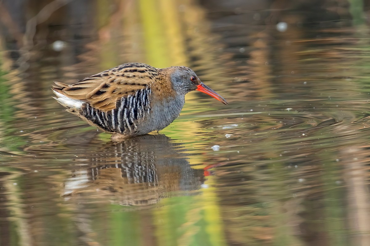 Water Rail - ML611424187