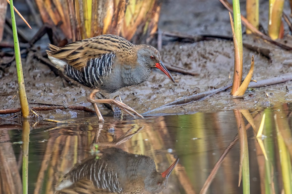 Water Rail - ML611424188