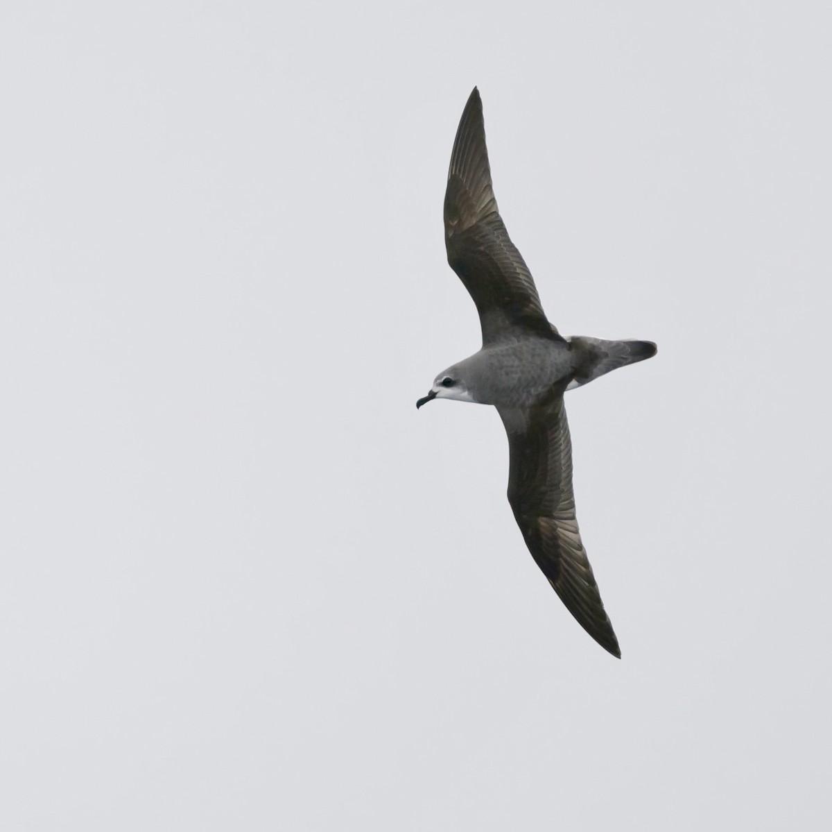 Cook's Petrel - ML611424250