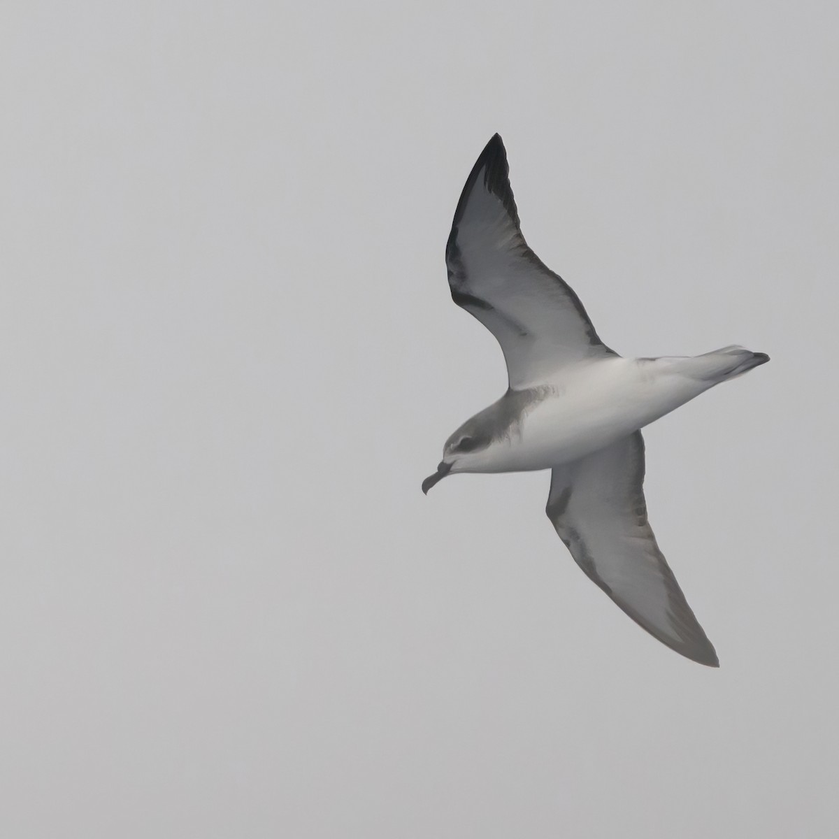 Cook's Petrel - ML611424251