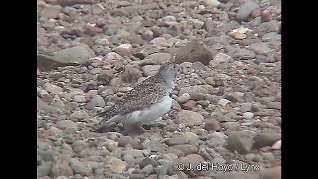 dvergrypesnipe - ML611424252