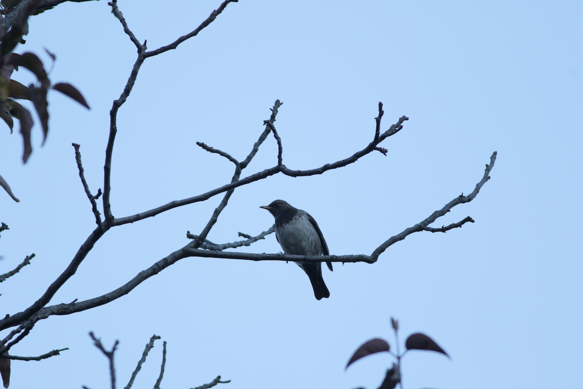 Black-throated Thrush - ML611424296