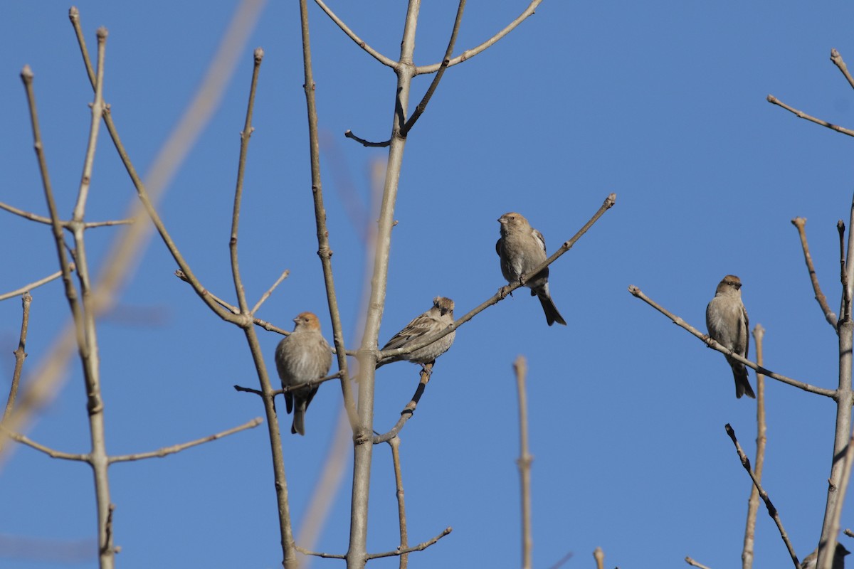 Plain Mountain Finch - ML611424298