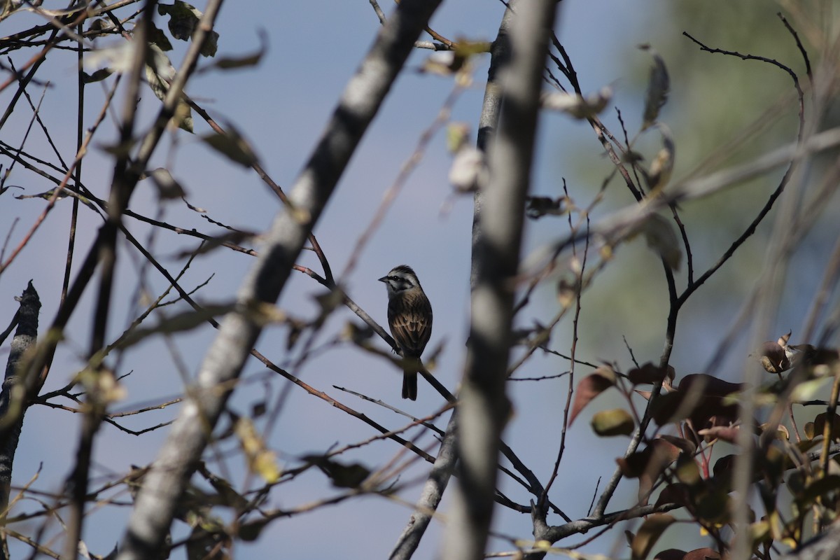 Rock Bunting - Soumya Aon