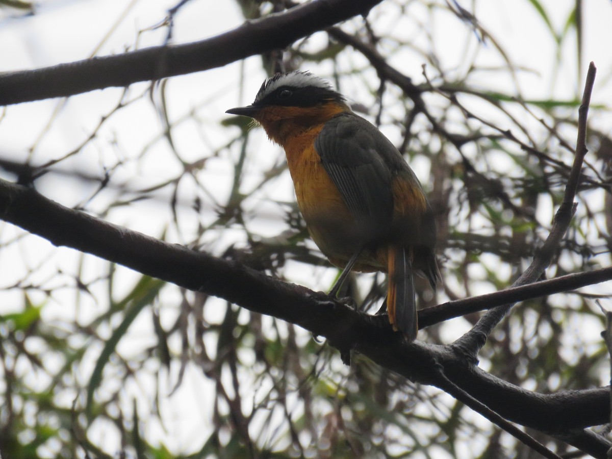 Rüppell's Robin-Chat - Nicholas Fordyce - Birding Africa