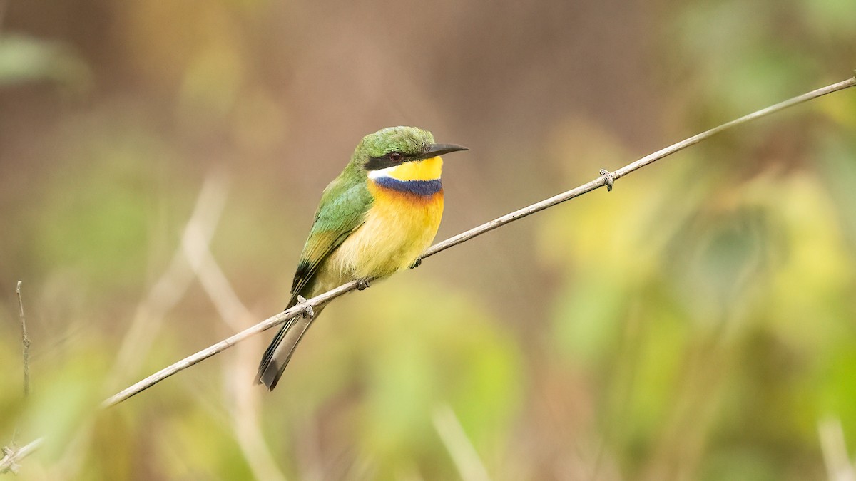 Blue-breasted Bee-eater - ML611424364
