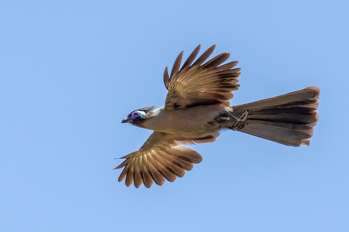 Crested Coua - ML611424512