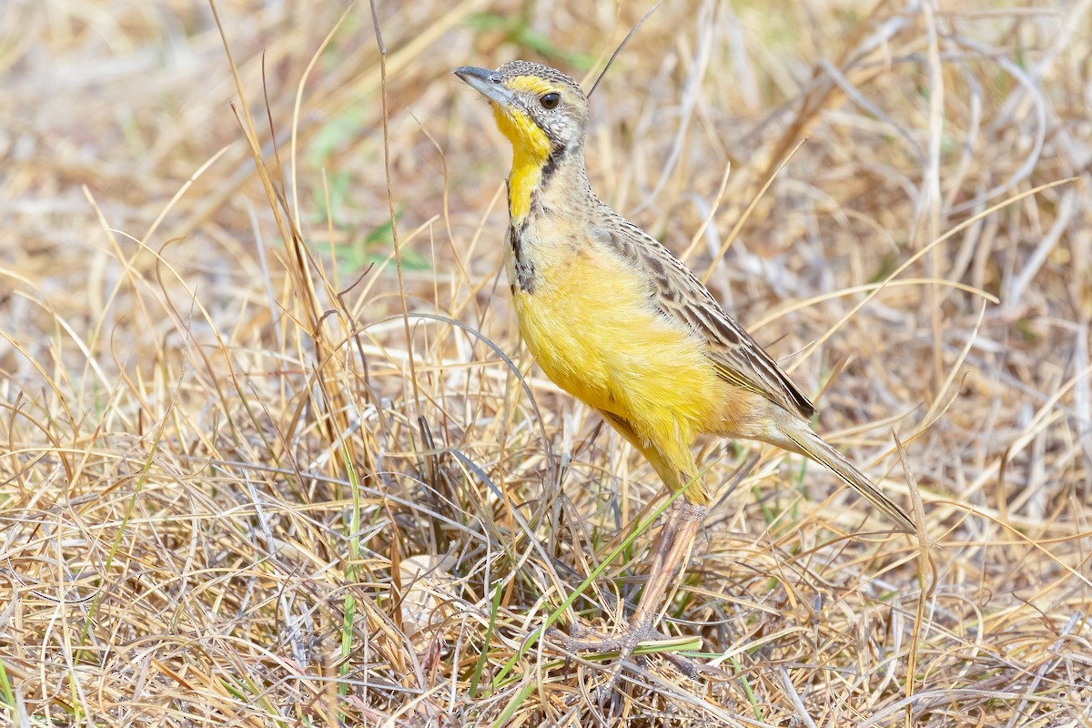 Fülleborn's Longclaw - Daniel Danckwerts (Rockjumper Birding Tours)