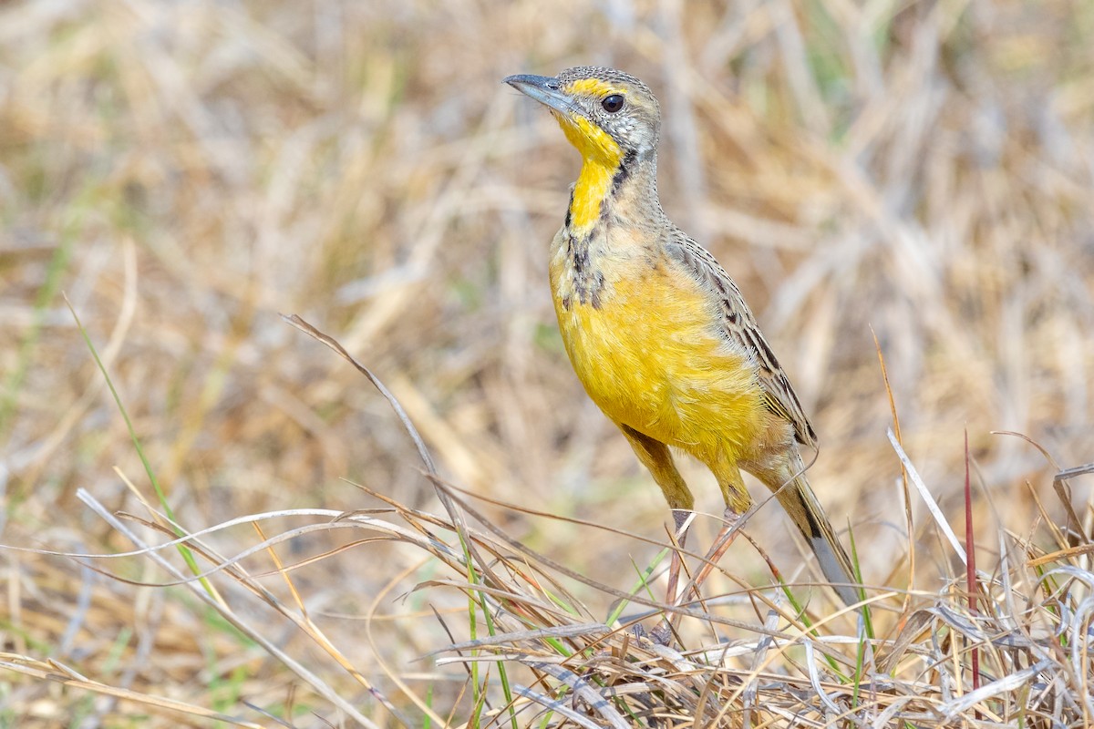 Fülleborn's Longclaw - Daniel Danckwerts (Rockjumper Birding Tours)