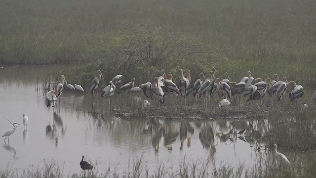 Painted Stork - ML611424573