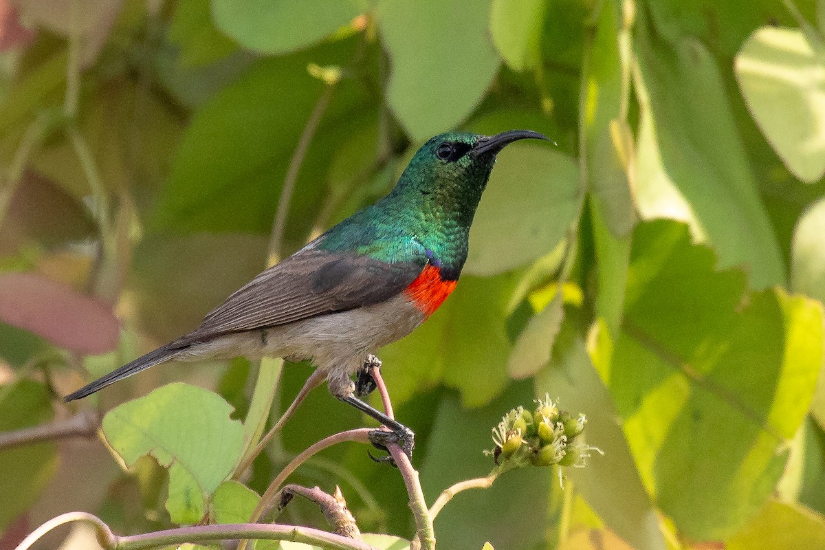 Eastern Miombo Sunbird - ML611424593