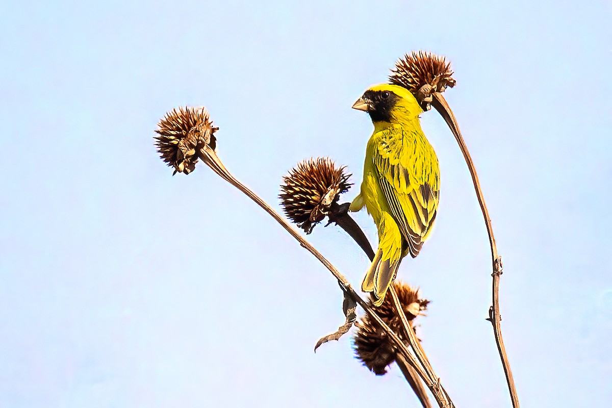 Black-faced Canary - ML611424605