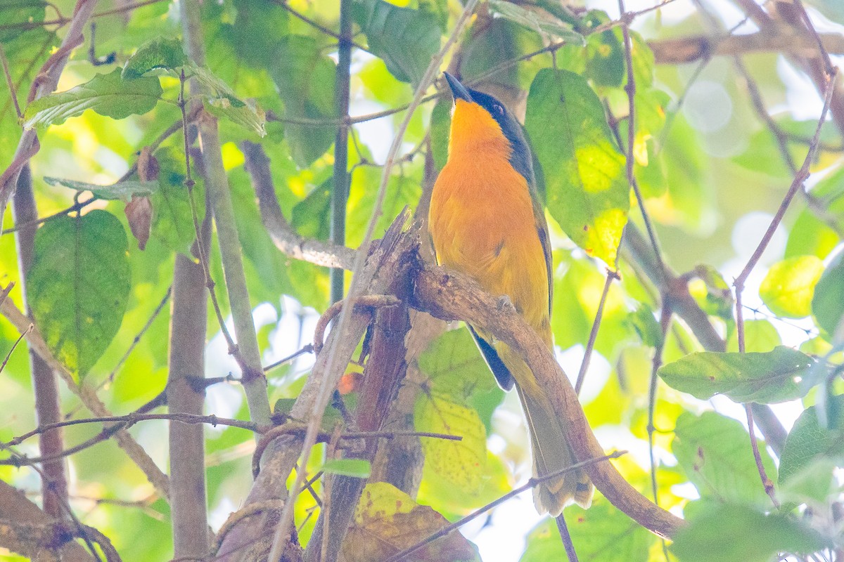 Black-fronted Bushshrike - ML611424635