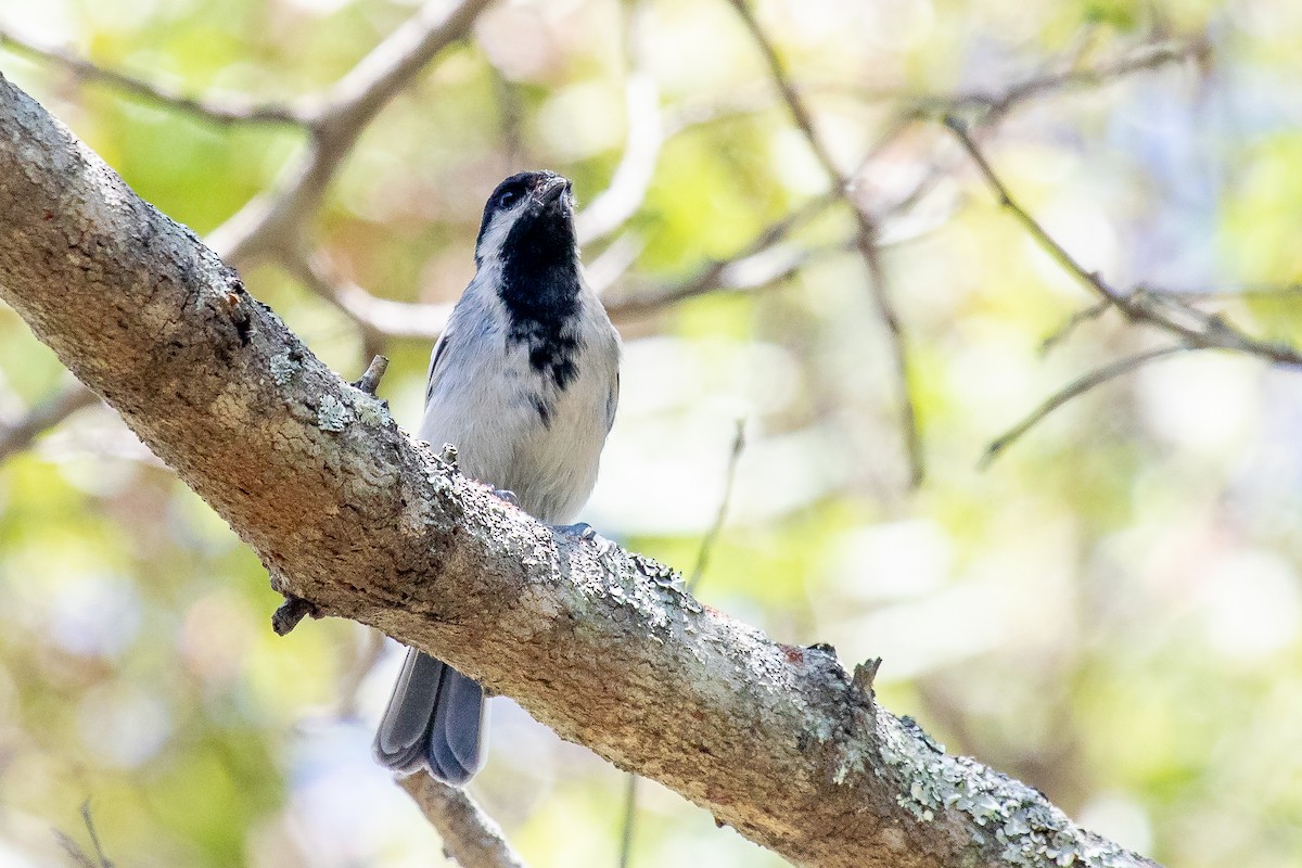 Mésange à ventre gris - ML611424669