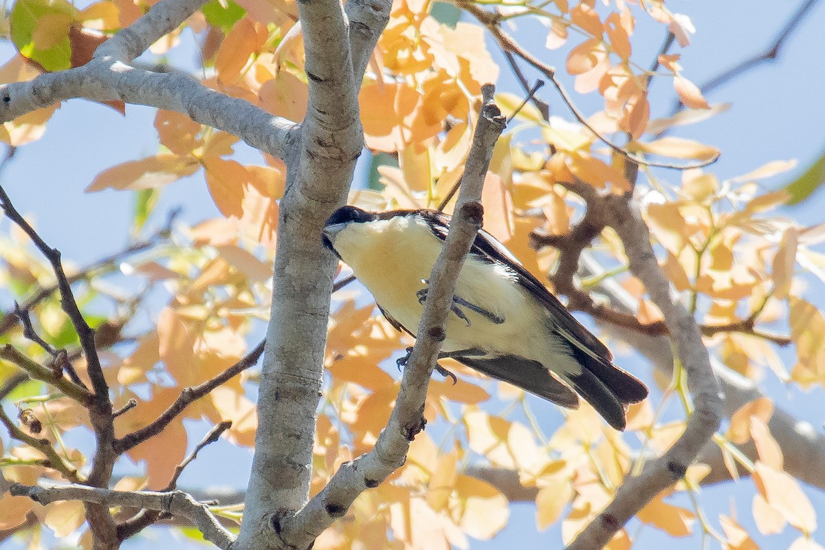 Southern Hyliota - Daniel Danckwerts (Rockjumper Birding Tours)