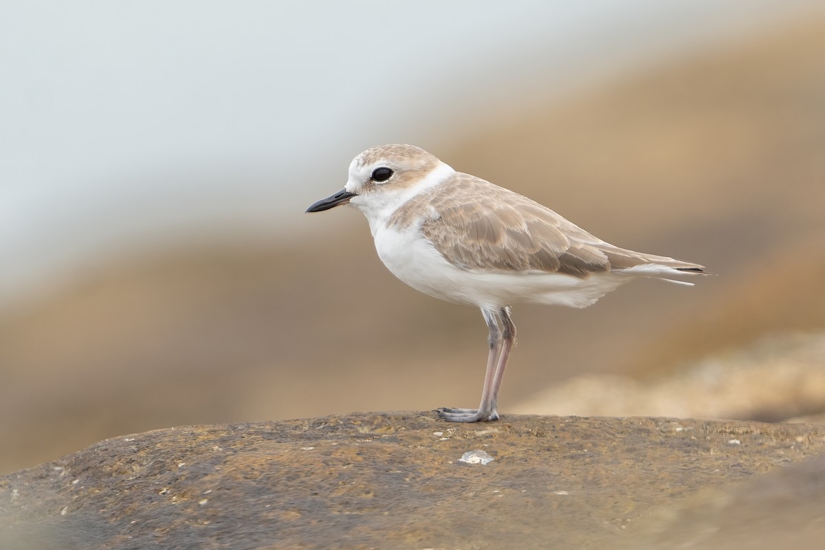 White-faced Plover - ML611424679