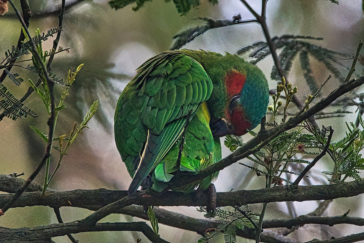 Musk Lorikeet - ML611424690