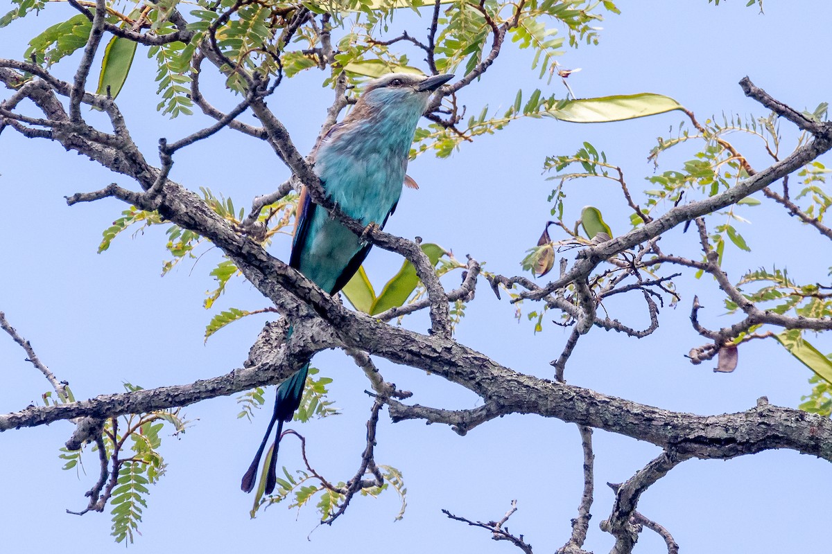 Racket-tailed Roller - Daniel Danckwerts (Rockjumper Birding Tours)