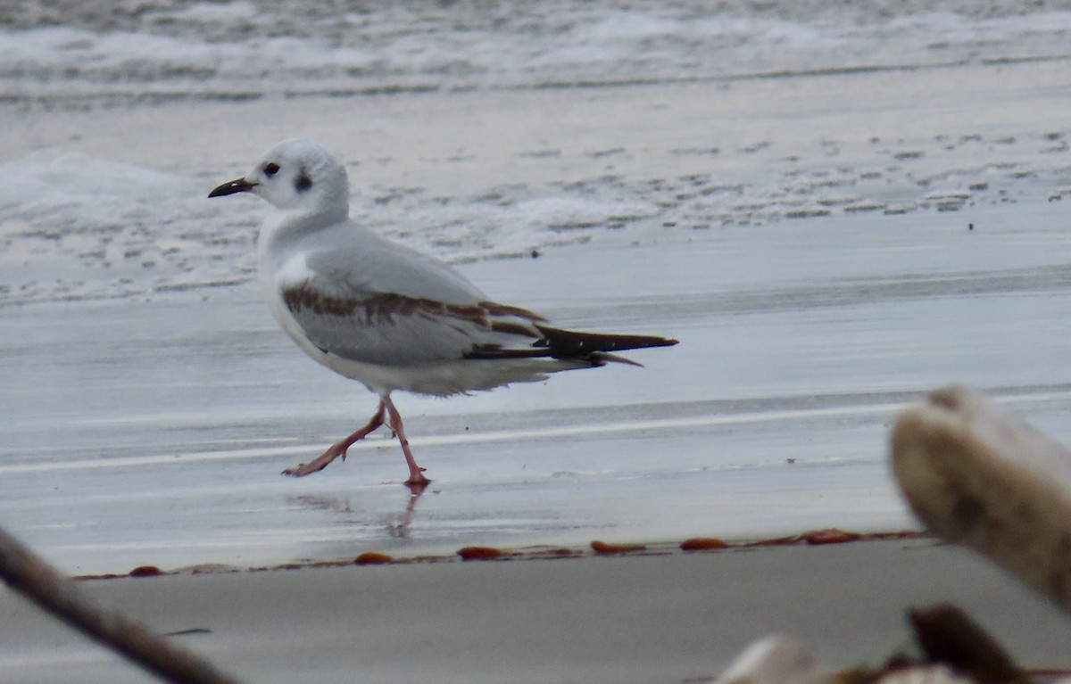 Mouette de Bonaparte - ML611424709