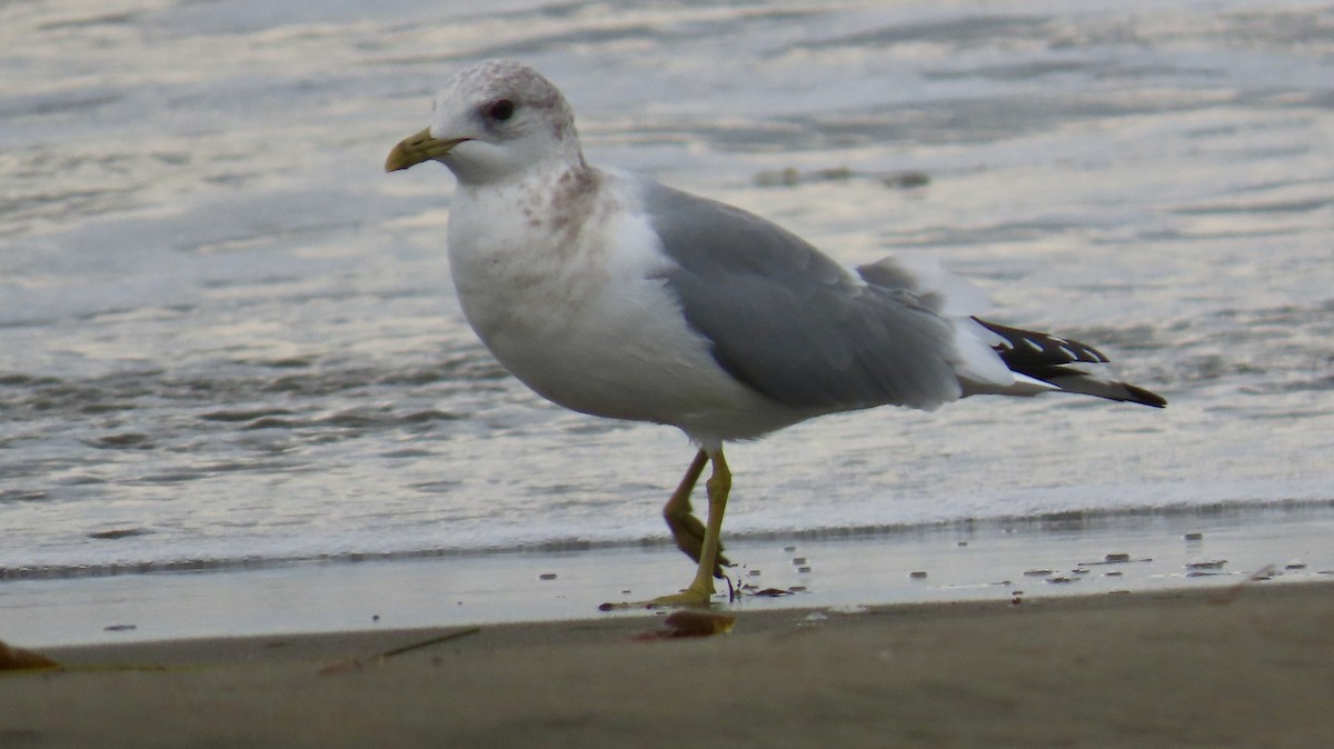 Short-billed Gull - ML611424731